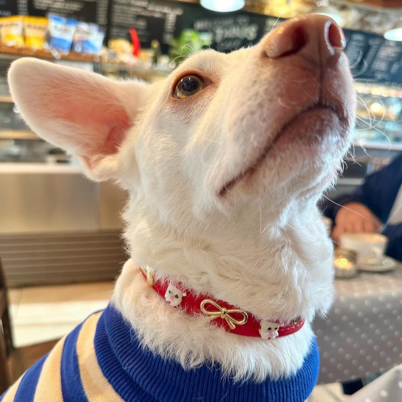 Santa Xmas Christmas Dog Collar | Red 🎄 - PAW LONDON