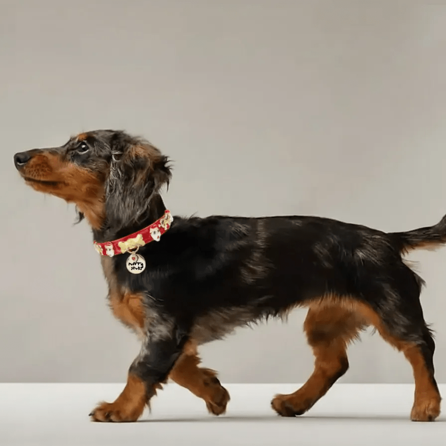 Santa Xmas Christmas Dog Collar | Red 🎄 - PAW LONDON