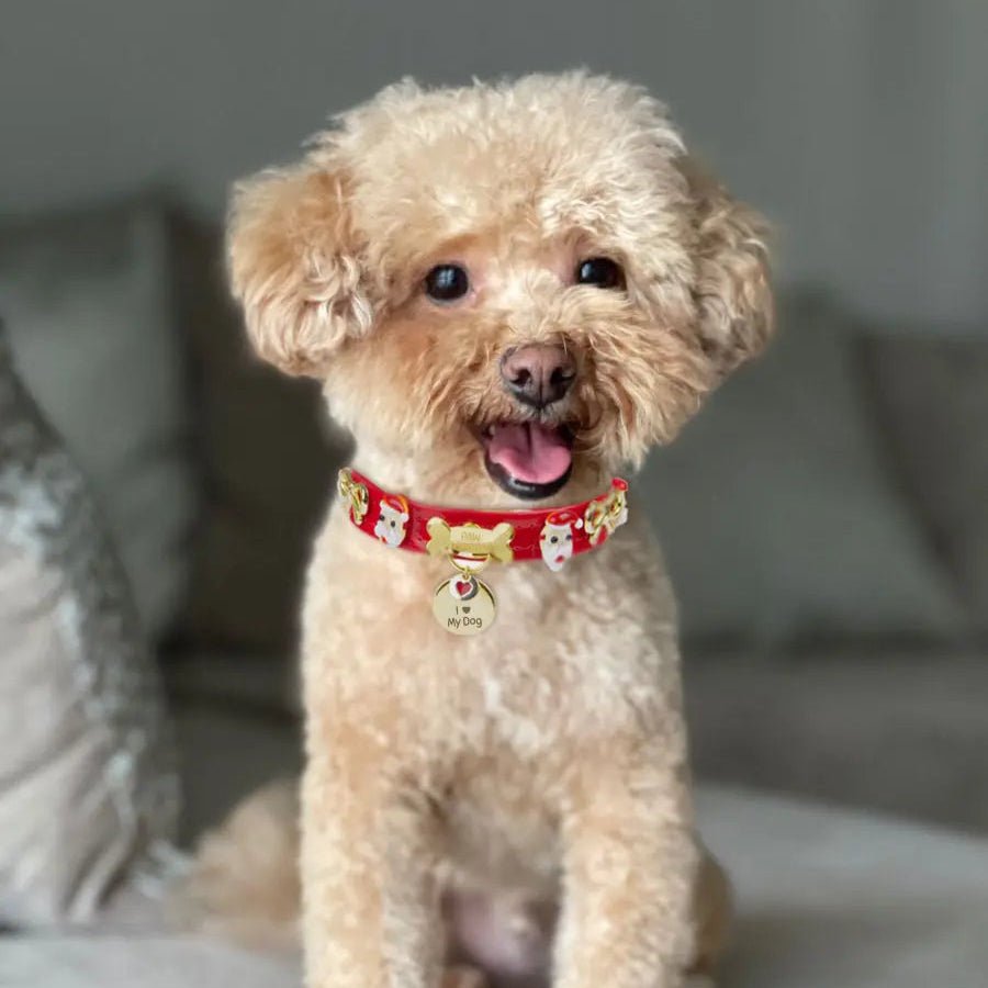 Santa Xmas Christmas Dog Collar | Red 🎄 - PAW LONDON
