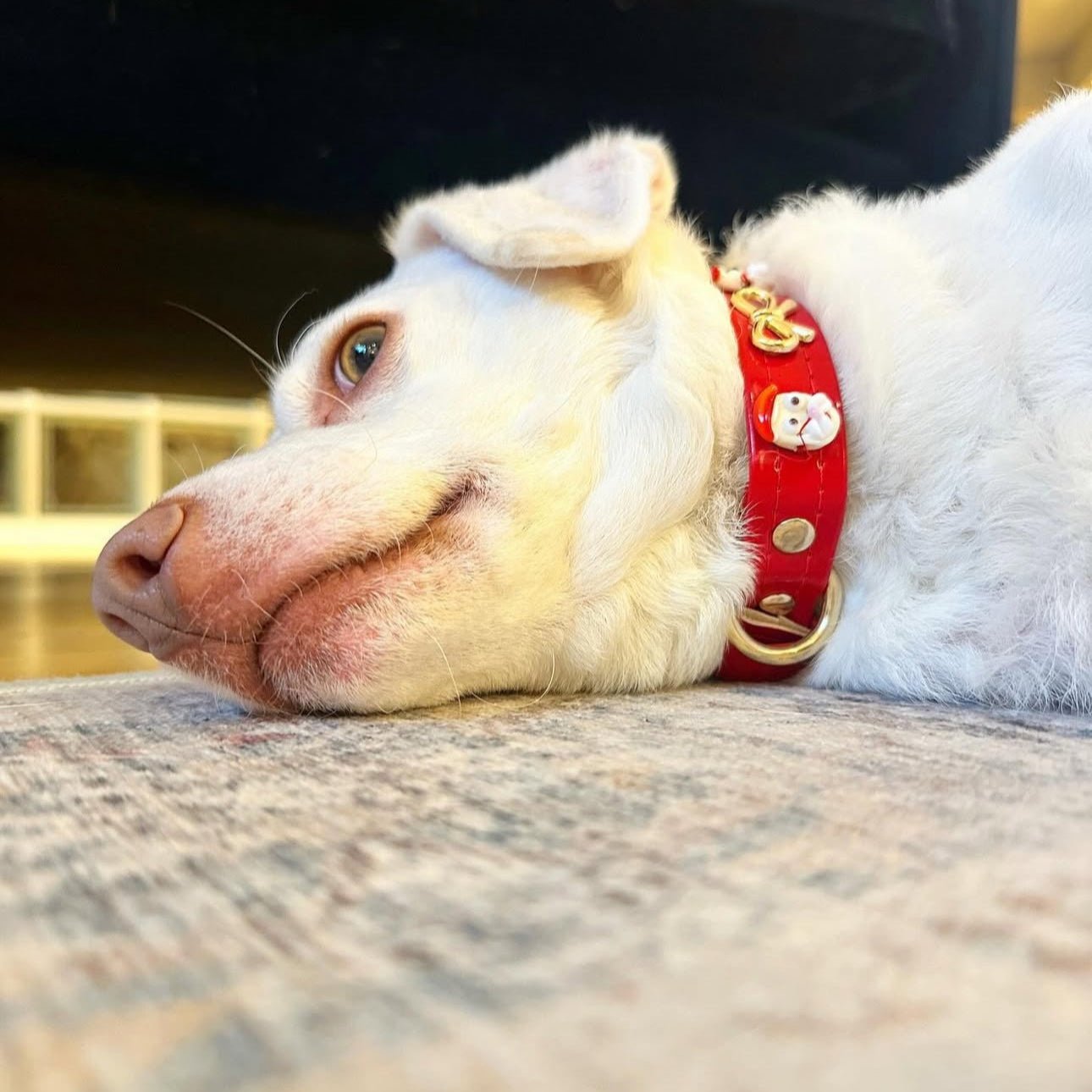 Santa Xmas Christmas Dog Collar | Red 🎄 - PAW LONDON