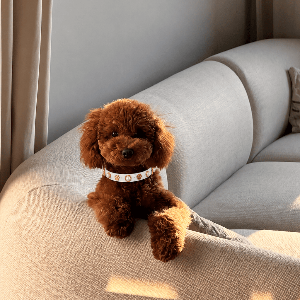 Shelly Pearl Dog Collar 🦪 - PAW LONDON