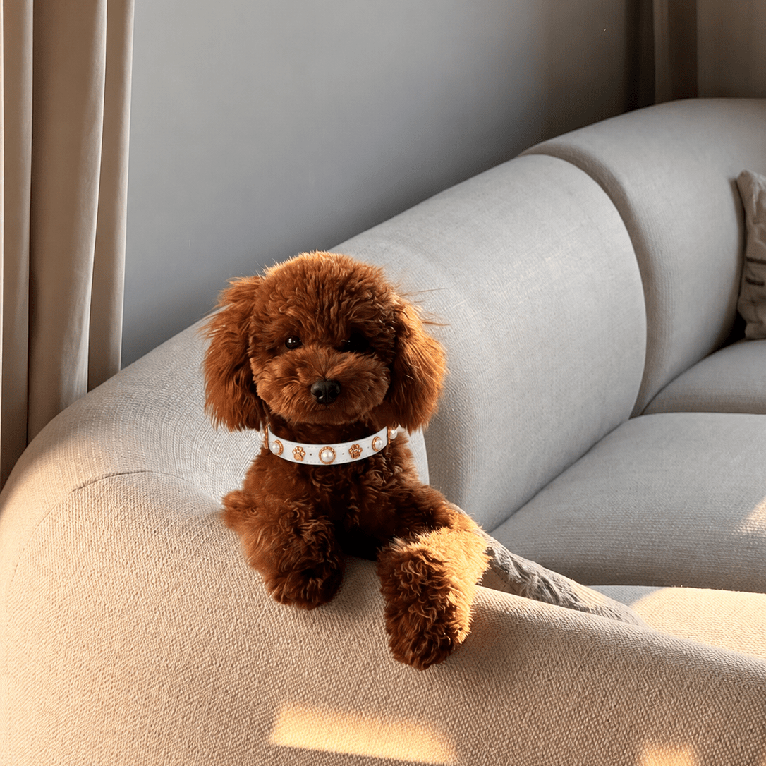 Shelly Pearl Dog Collar 🦪 - PAW LONDON
