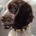 Shelly Pearl Dog Collar | Brown 🦪 - PAW LONDON