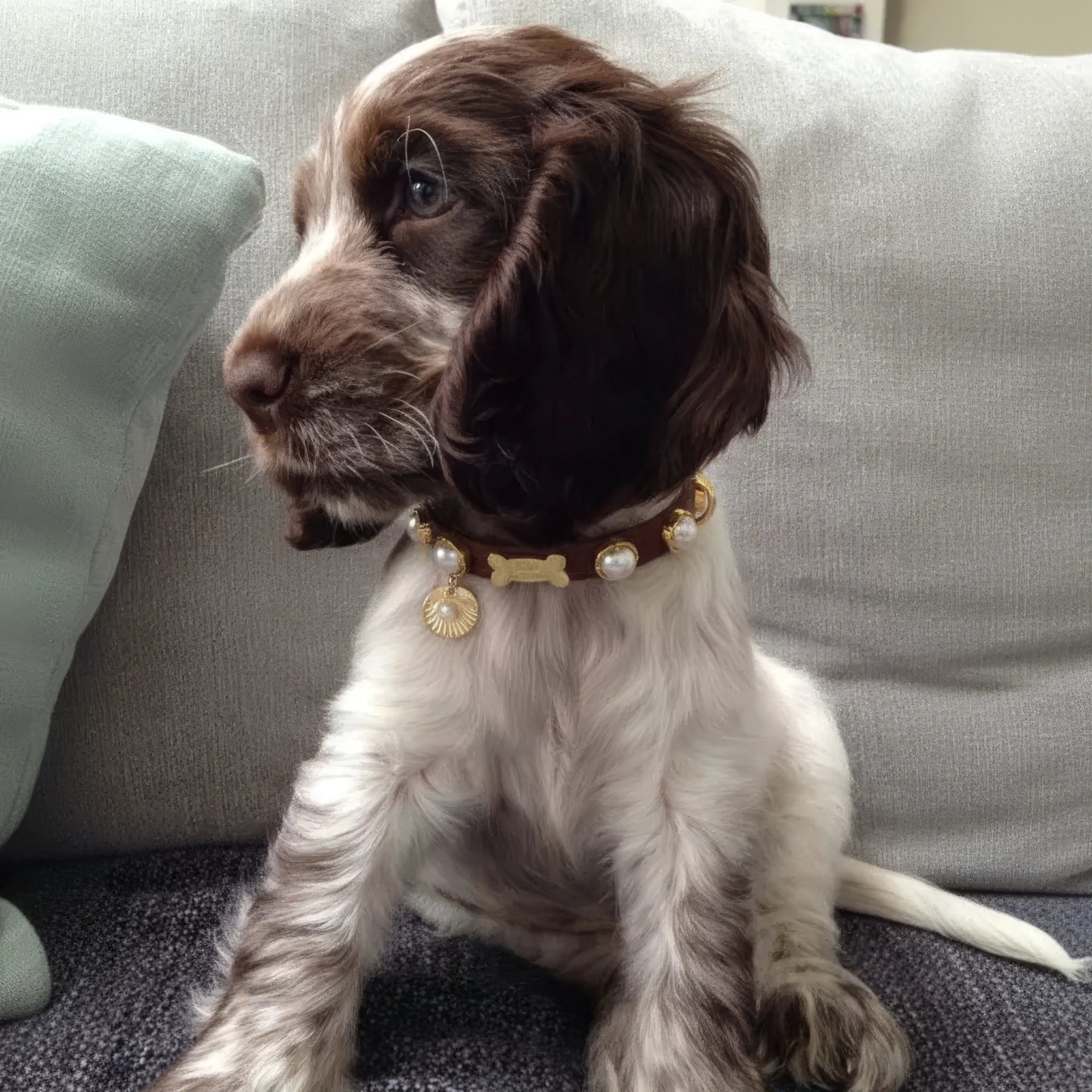 Shelly Pearl Dog Collar | Brown 🦪 - PAW LONDON