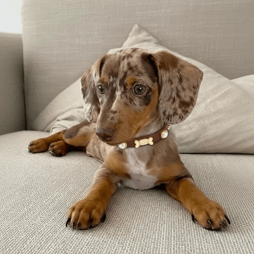 Shelly Pearl Dog Collar | Brown 🦪 - PAW LONDON