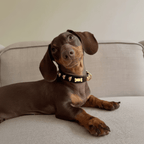 Skull Halloween Dog Collar | Black 💀💀 - PAW LONDON