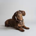 Skull Halloween Dog Collar | Black 💀💀 - PAW LONDON