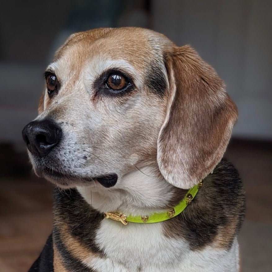 Skull Halloween Dog Collar | Neon Green 💀💀 - PAW LONDON