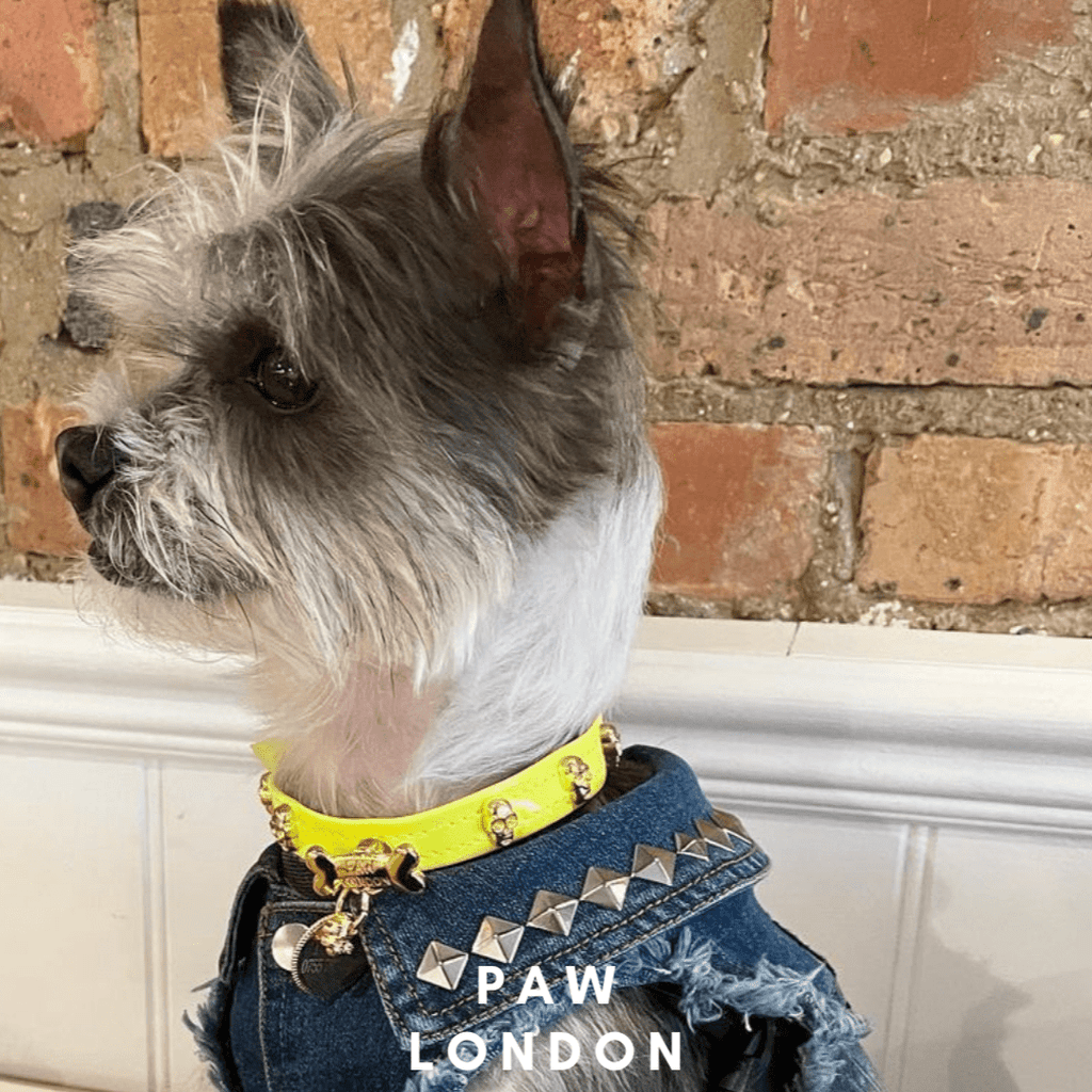 Skull Halloween Dog Collar | Neon Green 💀💀 - PAW LONDON