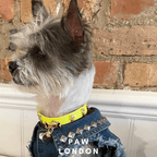 Skull Halloween Dog Collar | Neon Green 💀💀 - PAW LONDON