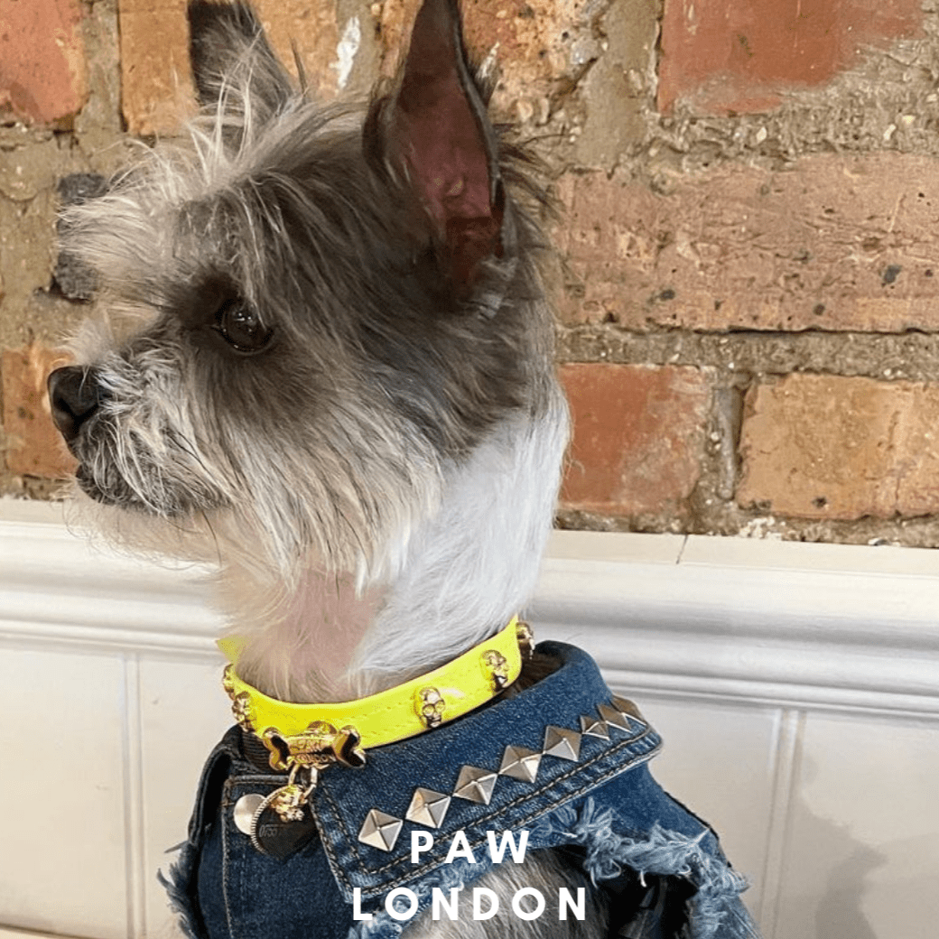 Skull Halloween Dog Collar | Neon Green 💀💀 - PAW LONDON