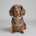 Sky Dog Collar - PAW LONDON
