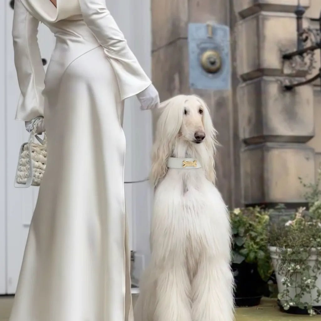 Snow Dog Collar - PAW LONDON