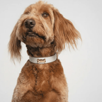 Snow Dog Collar - PAW LONDON