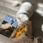 Suede Evil Eye Cat Collar | Royal Blue 🧿 - PAW LONDON