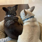 Suede Evil Eye Dog Collar | Azure Blue ⚜️ - PAW LONDON