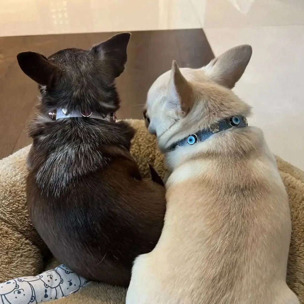 Suede Evil Eye Dog Collar | Azure Blue ⚜️ - PAW LONDON