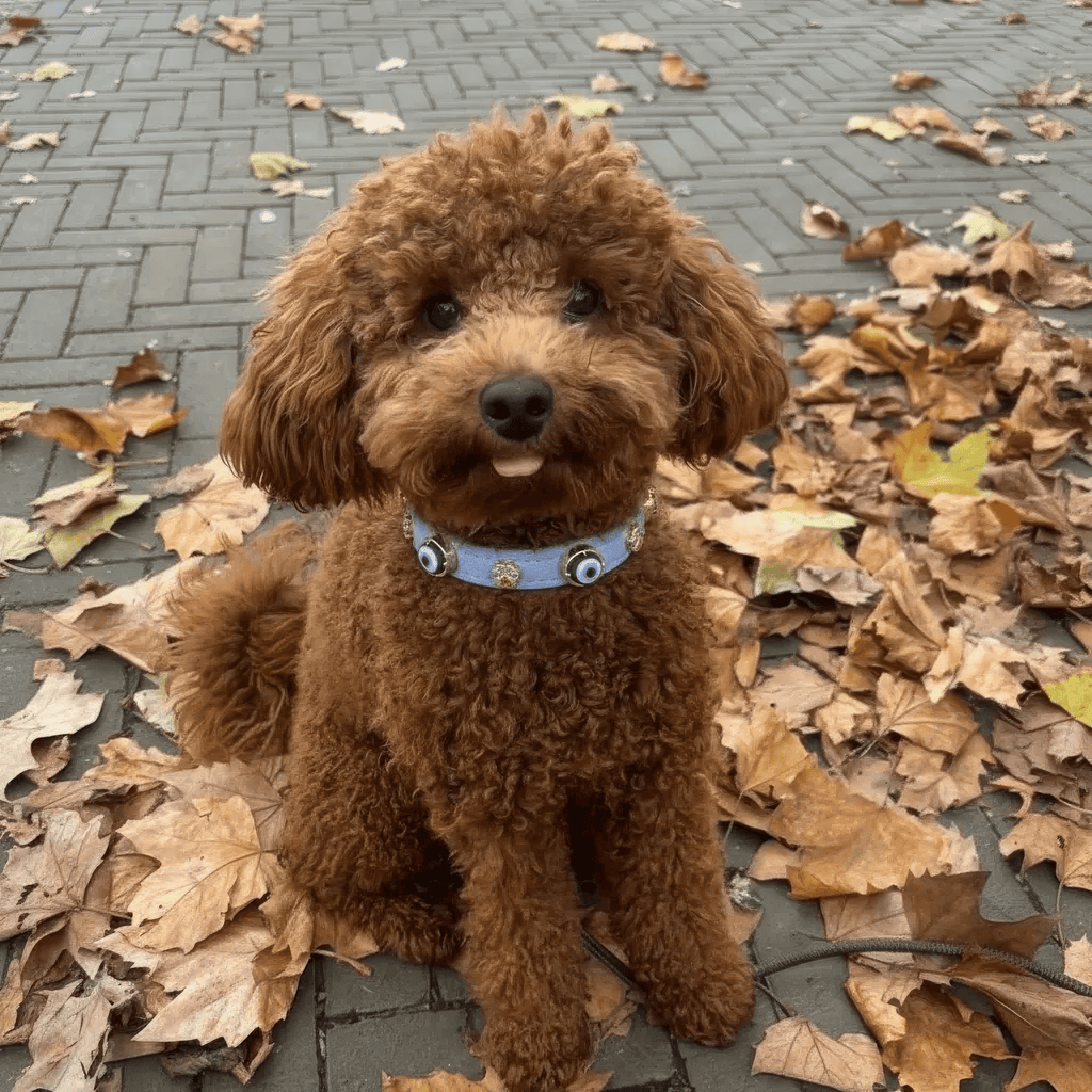 Suede Evil Eye Dog Collar | Azure Blue ⚜️ - PAW LONDON
