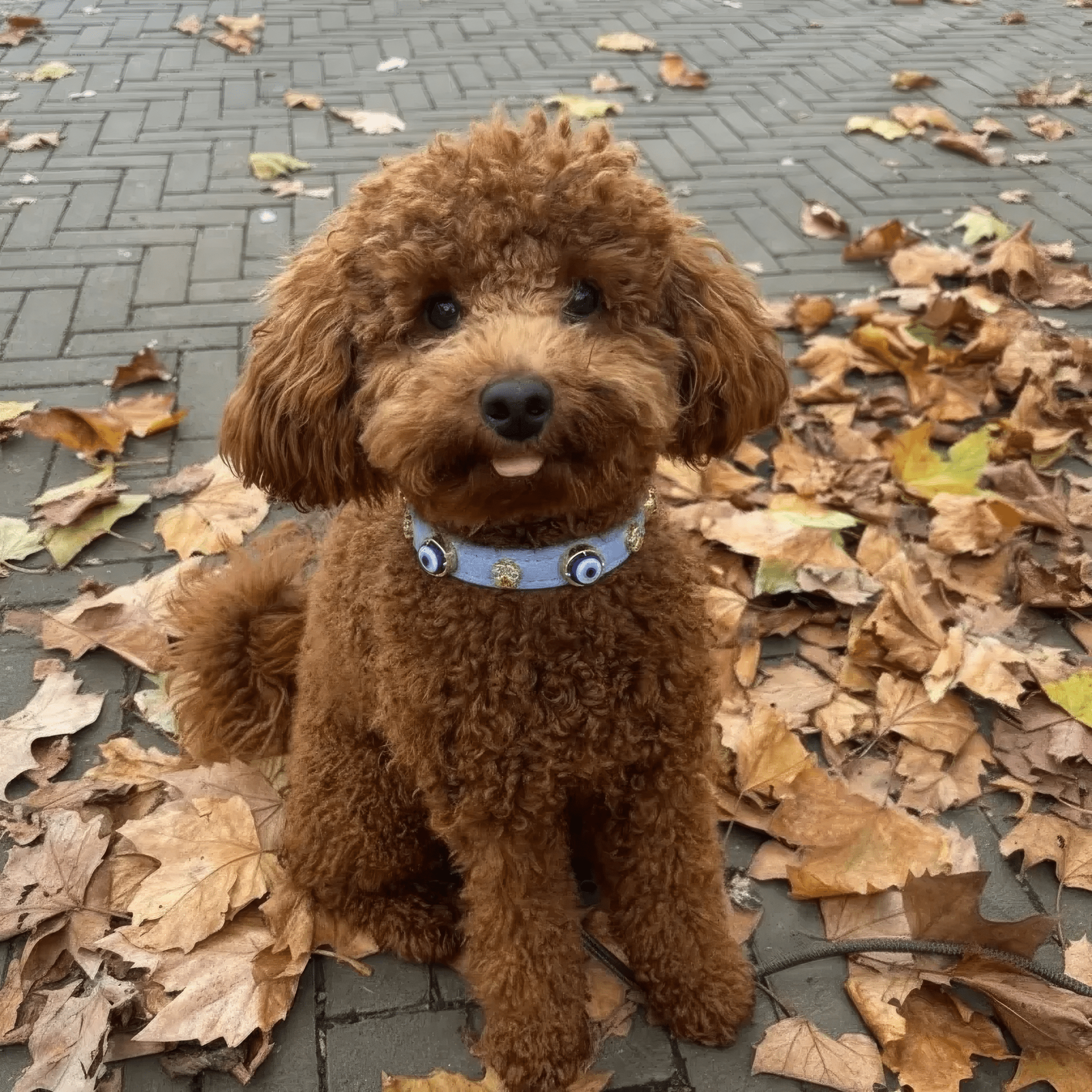 Suede Evil Eye Dog Collar | Azure Blue ⚜️ - PAW LONDON