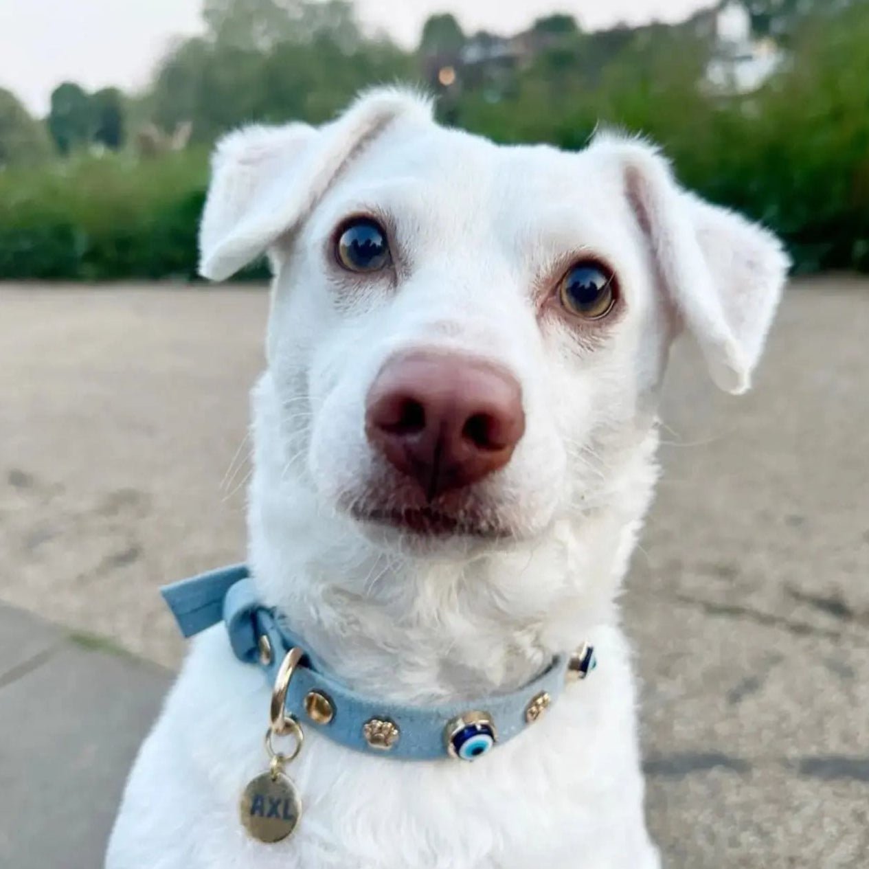 Suede Evil Eye Dog Collar | Azure Blue ⚜️ - PAW LONDON