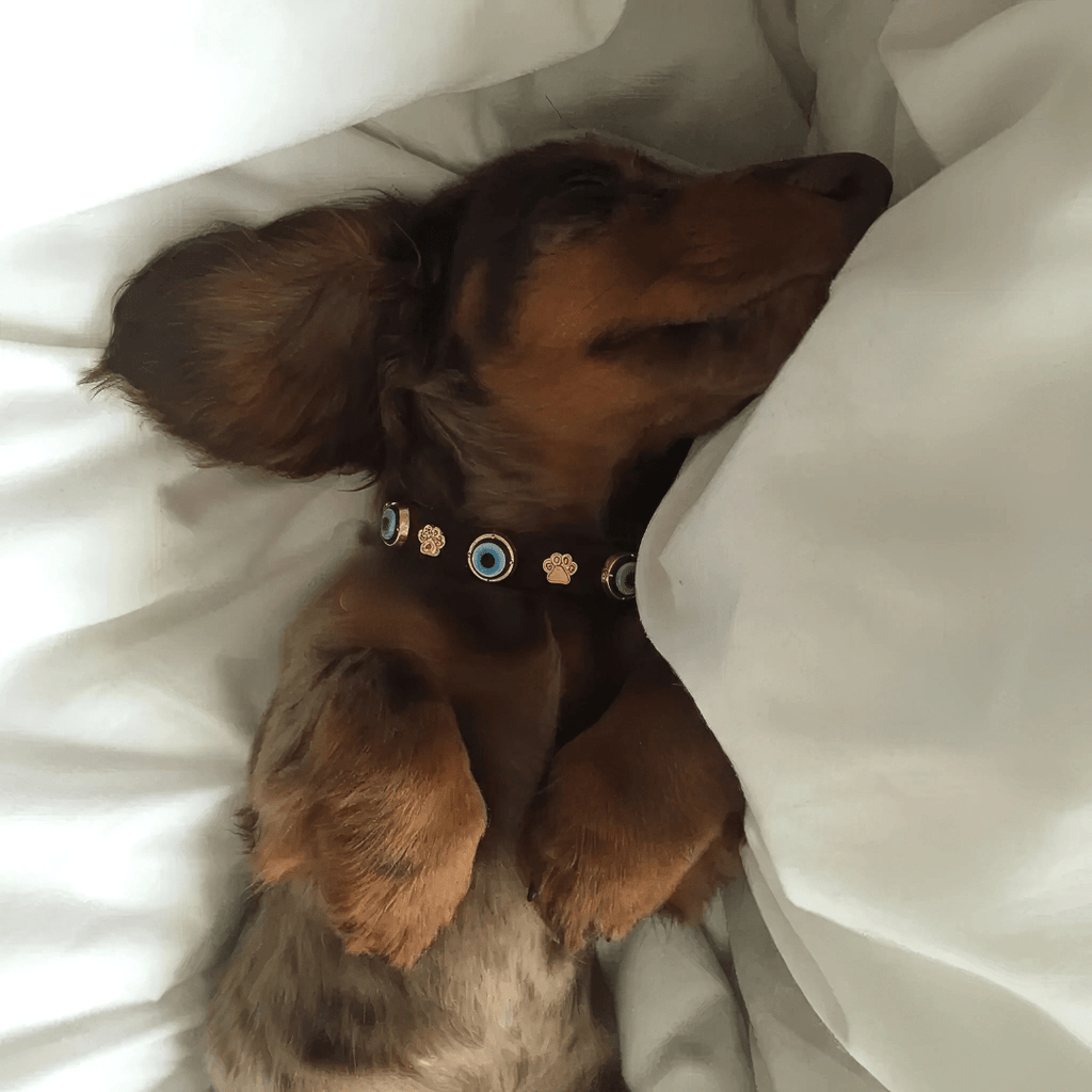 Suede Evil Eye Dog Collar | Bitter Chocolate 🍫 - PAW LONDON