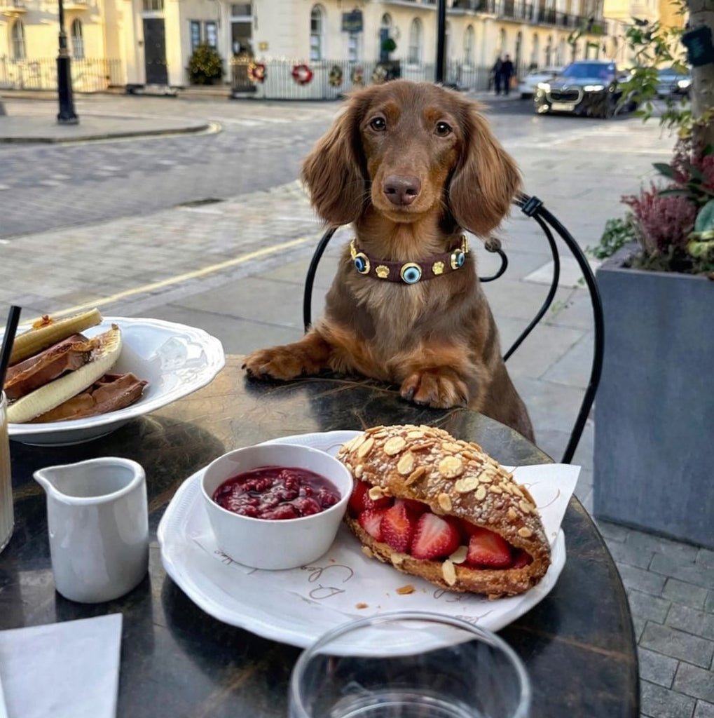Suede Evil Eye Dog Collar | Bitter Chocolate 🍫 - PAW LONDON