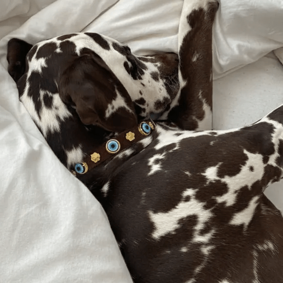 Suede Evil Eye Dog Collar | Bitter Chocolate 🍫 - PAW LONDON