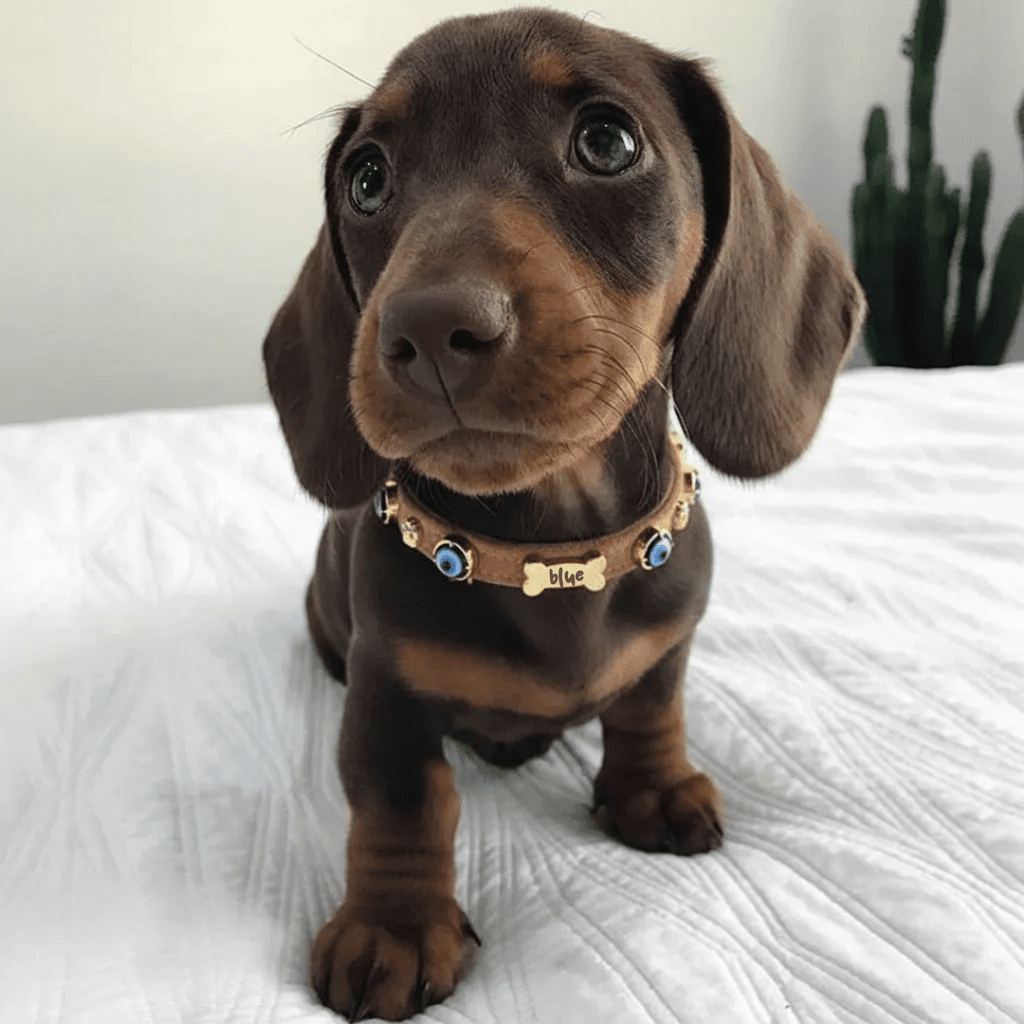 Suede Evil Eye Dog Collar | Cinnamon ⚜️ - PAW LONDON