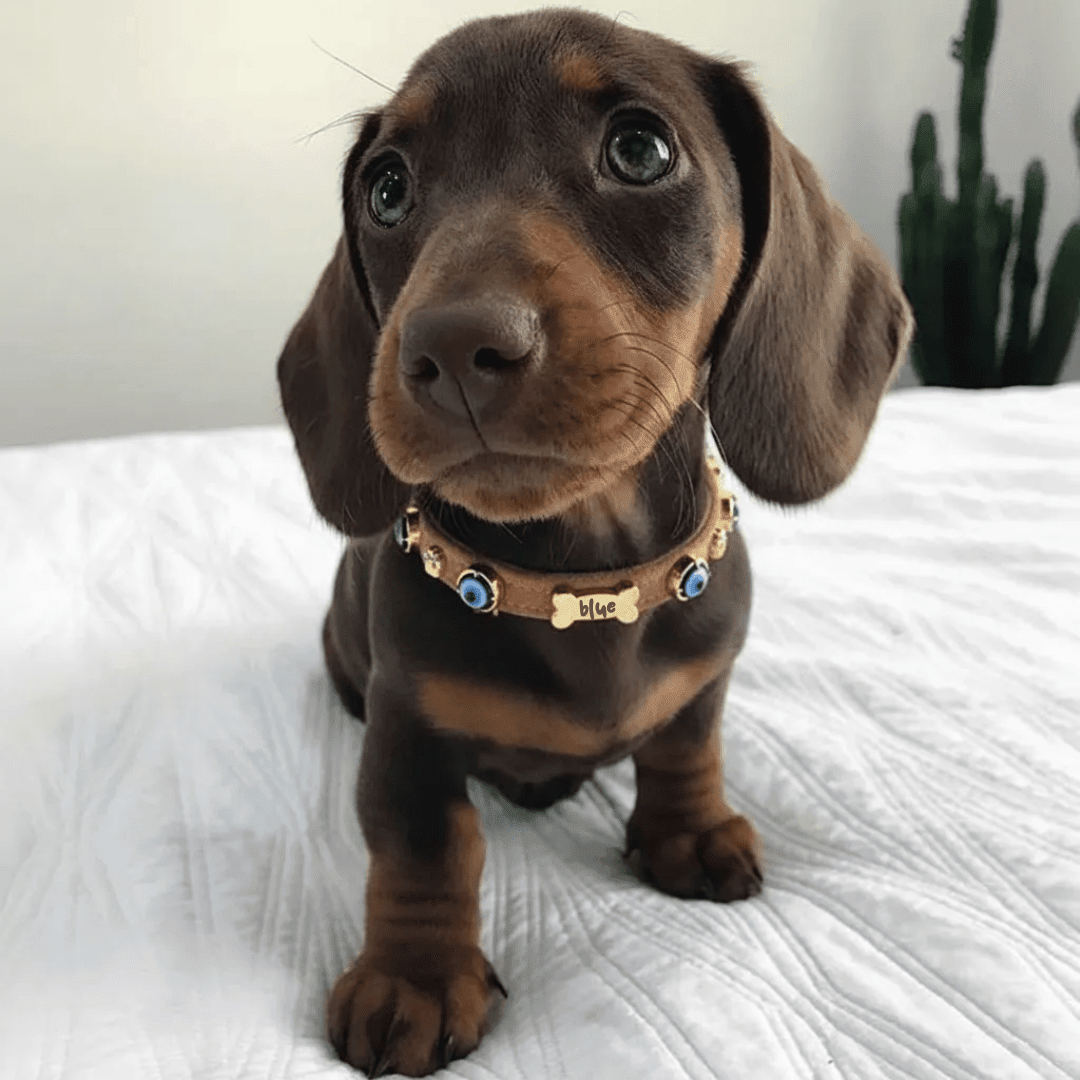 Suede Evil Eye Dog Collar | Cinnamon ⚜️ - PAW LONDON