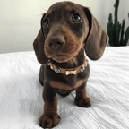 Suede Evil Eye Dog Collar | Cinnamon ⚜️ - PAW LONDON