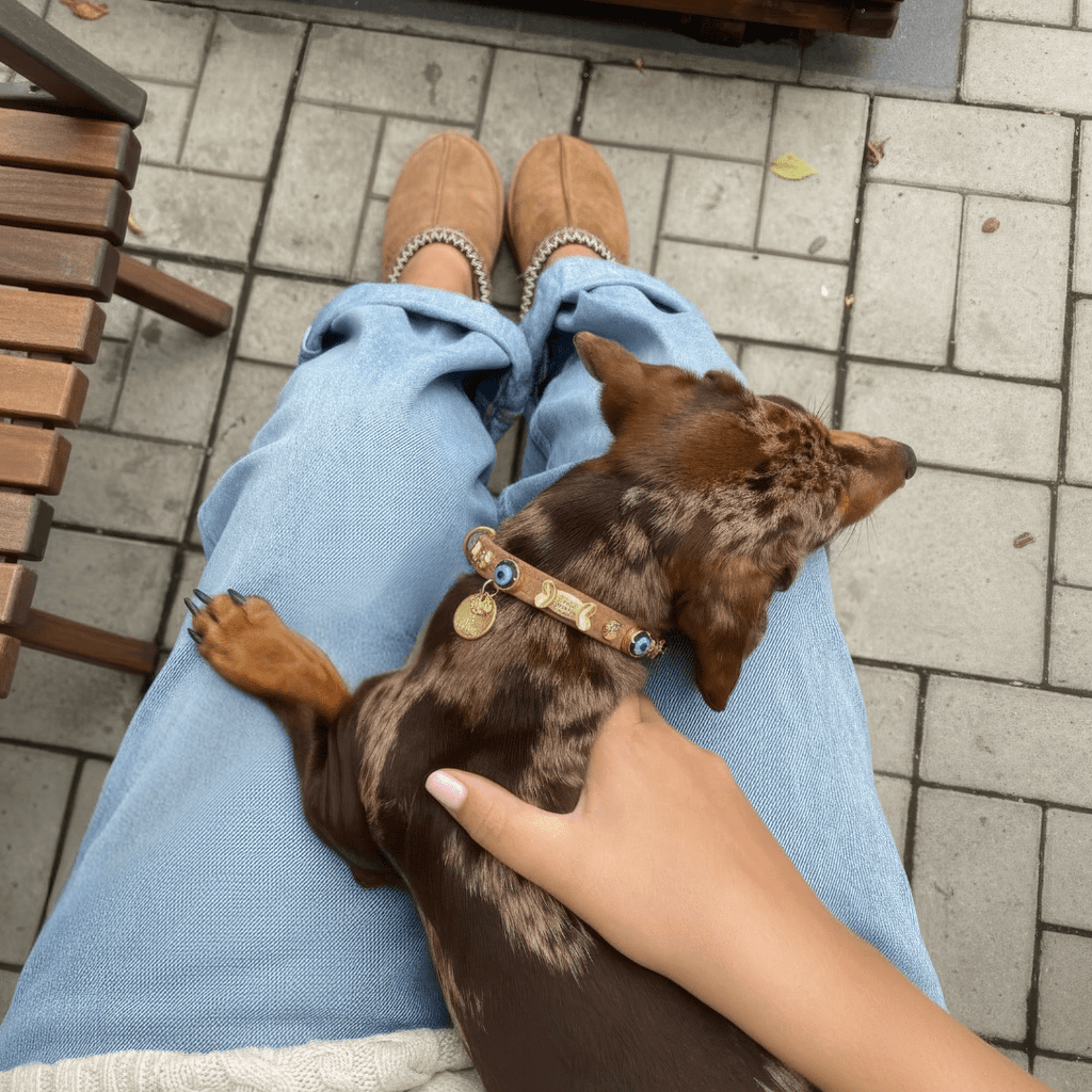 Suede Evil Eye Dog Collar | Cinnamon ⚜️ - PAW LONDON