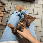 Suede Evil Eye Dog Collar | Cinnamon ⚜️ - PAW LONDON