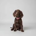 Suede Evil Eye Dog Collar | Hot Pink 💘 - PAW LONDON