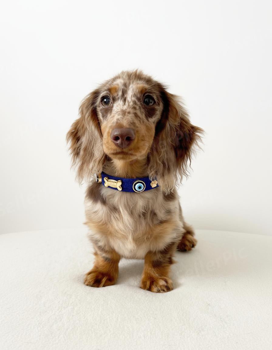 Suede Evil Eye Dog Collar | Royal Blue 💘. - PAW LONDON