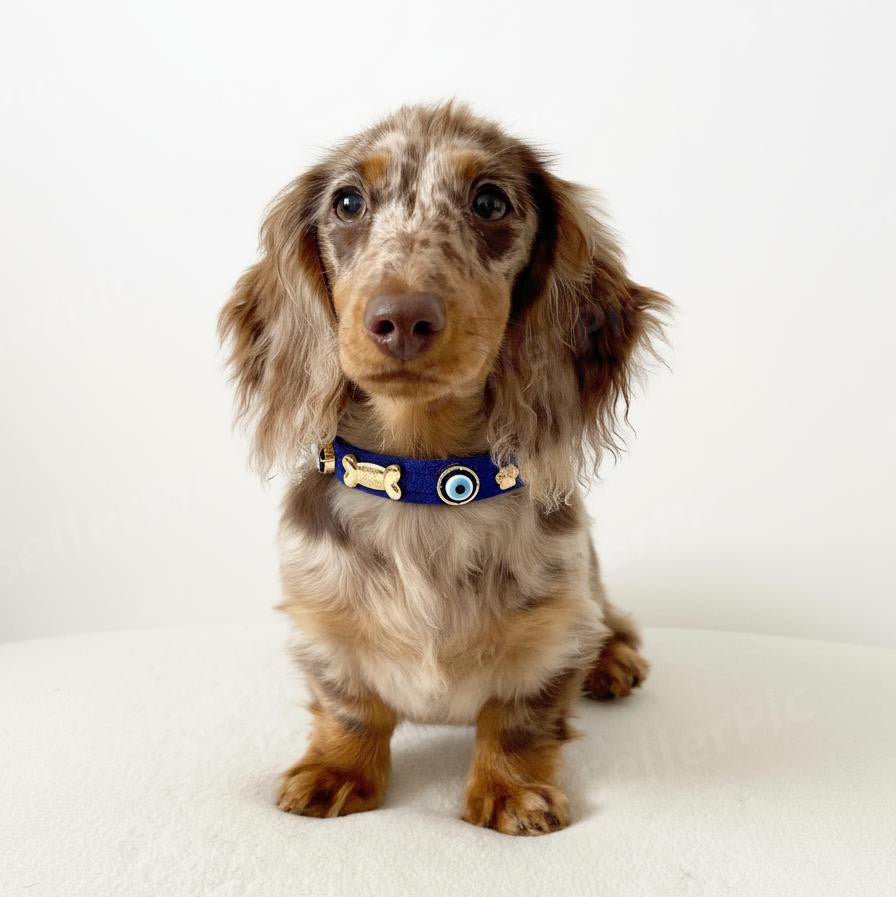 Suede Evil Eye Dog Collar | Royal Blue 💘 - PAW LONDON