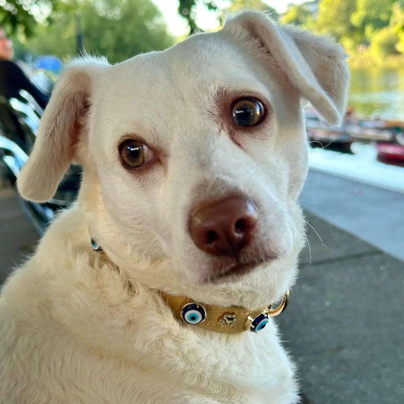 Suede Evil Eye Dog Collar | Sand Beige ⚜️ - PAW LONDON