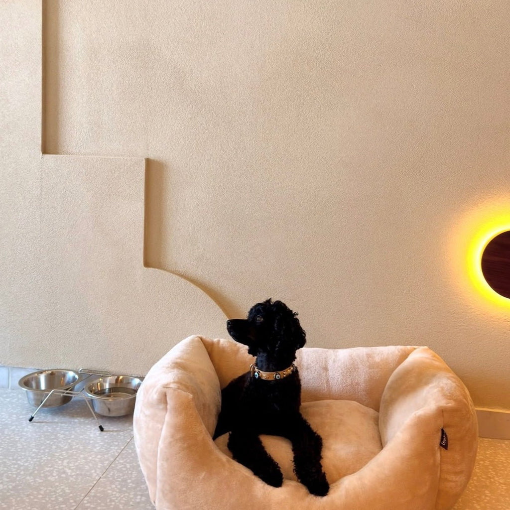 Suede Evil Eye Dog Collar | Sand Beige ⚜️ - PAW LONDON