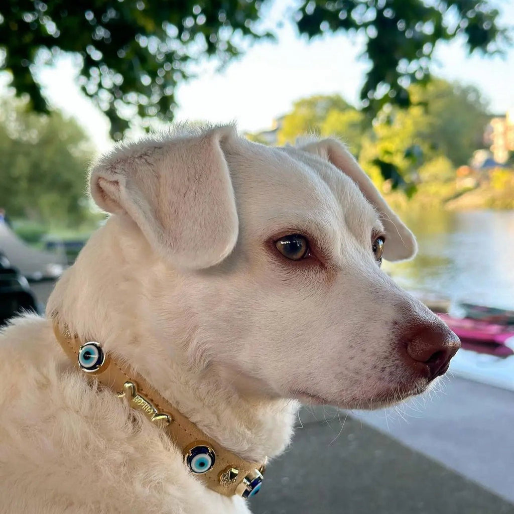 Suede Evil Eye Dog Collar | Sand Beige ⚜️ - PAW LONDON