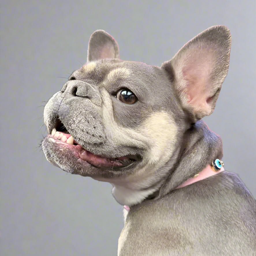 Suede Evil Eye Dog Collar | Sugar Pink 🦄 - PAW LONDON