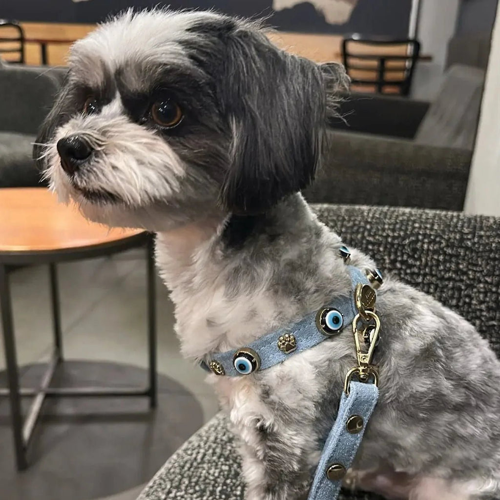 Suede Evil Eye Dog Harness | Azure Blue ⚜️ - PAW LONDON