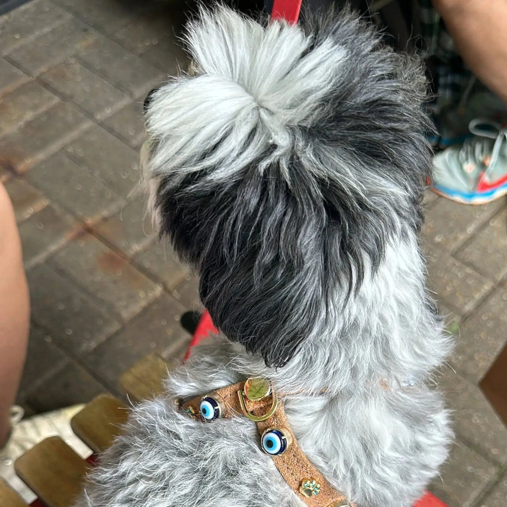 Suede Evil Eye Dog Harness | Cinnamon 🧿 - PAW LONDON