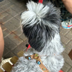 Suede Evil Eye Dog Harness | Cinnamon 🧿 - PAW LONDON