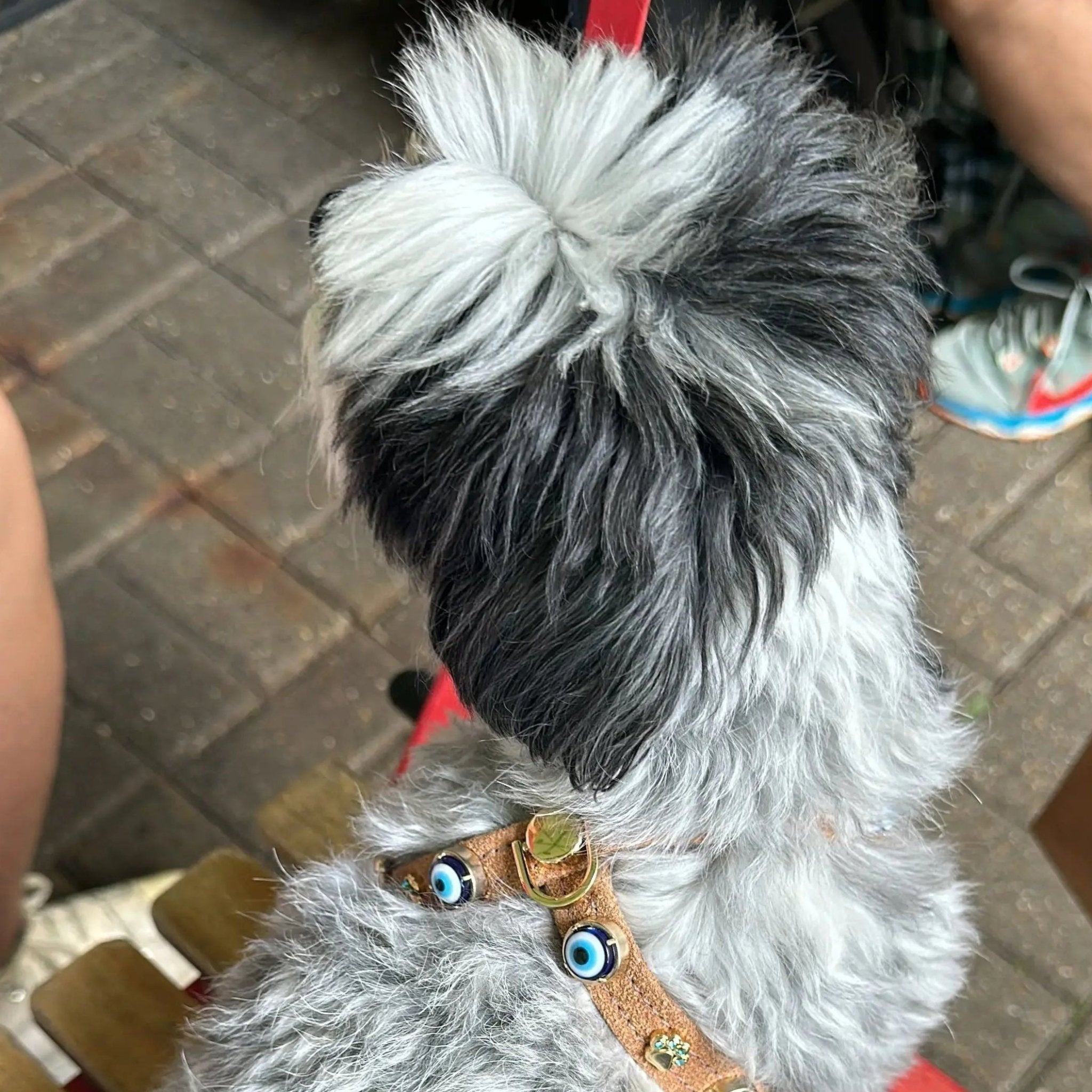 Suede Evil Eye Dog Harness | Cinnamon 🧿 - PAW LONDON