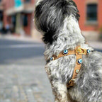 Suede Evil Eye Dog Harness | Cinnamon 🧿 - PAW LONDON