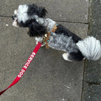 Suede Evil Eye Dog Harness | Cinnamon 🧿 - PAW LONDON