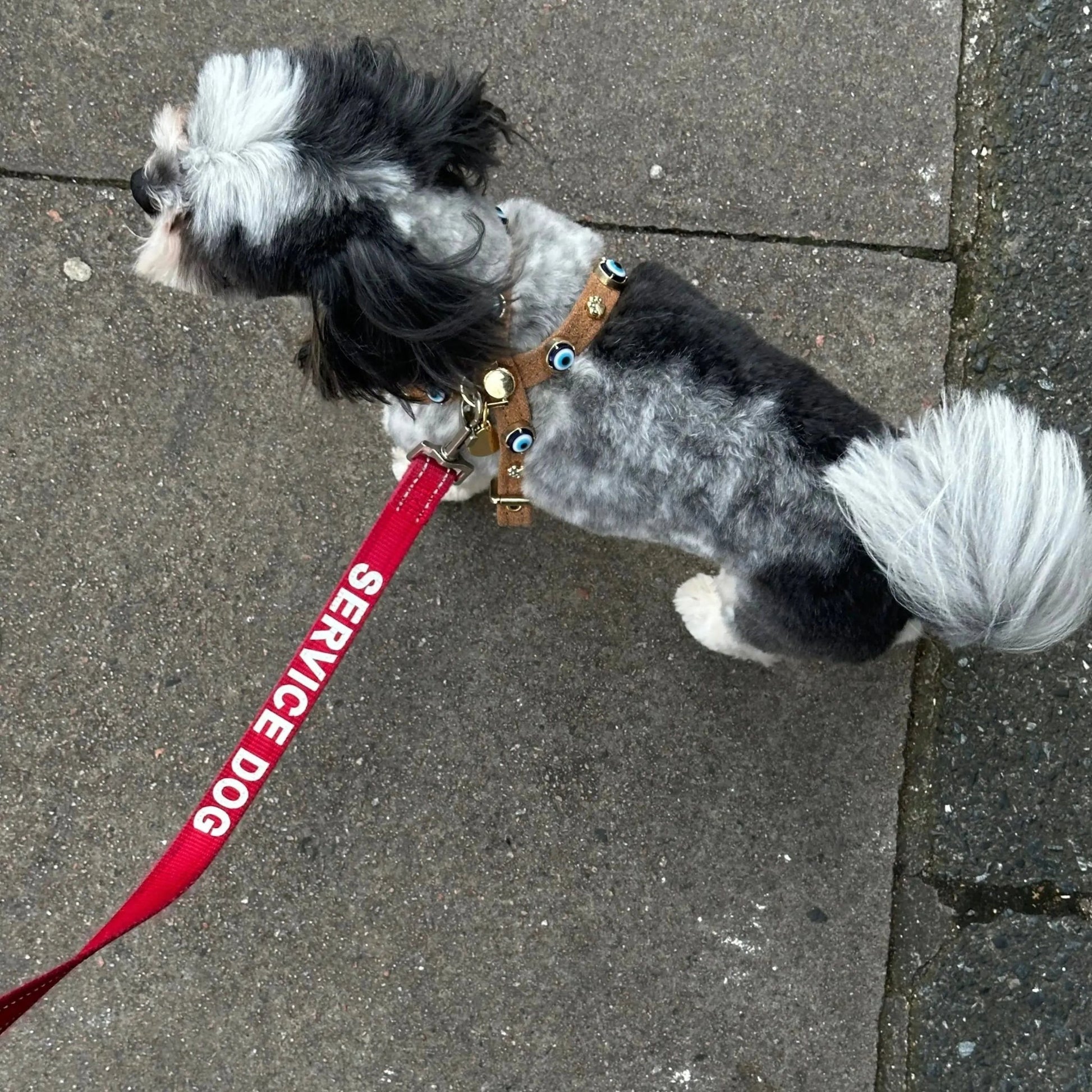 Suede Evil Eye Dog Harness | Cinnamon 🧿 - PAW LONDON