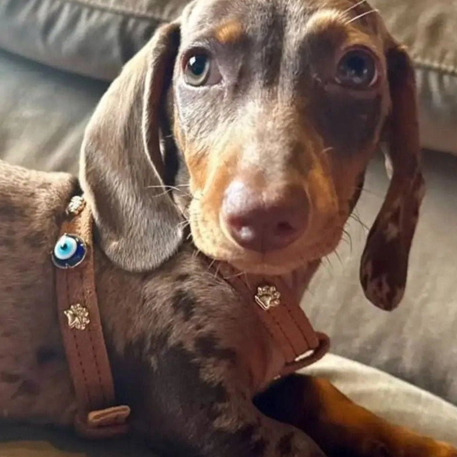 Suede Evil Eye Dog Harness | Cinnamon 🧿 - PAW LONDON