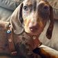 Suede Evil Eye Dog Harness | Cinnamon 🧿 - PAW LONDON