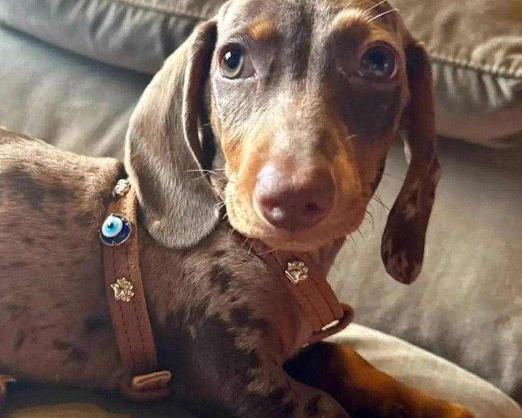 Suede Evil Eye Dog Harness | Cinnamon 🧿 - PAW LONDON