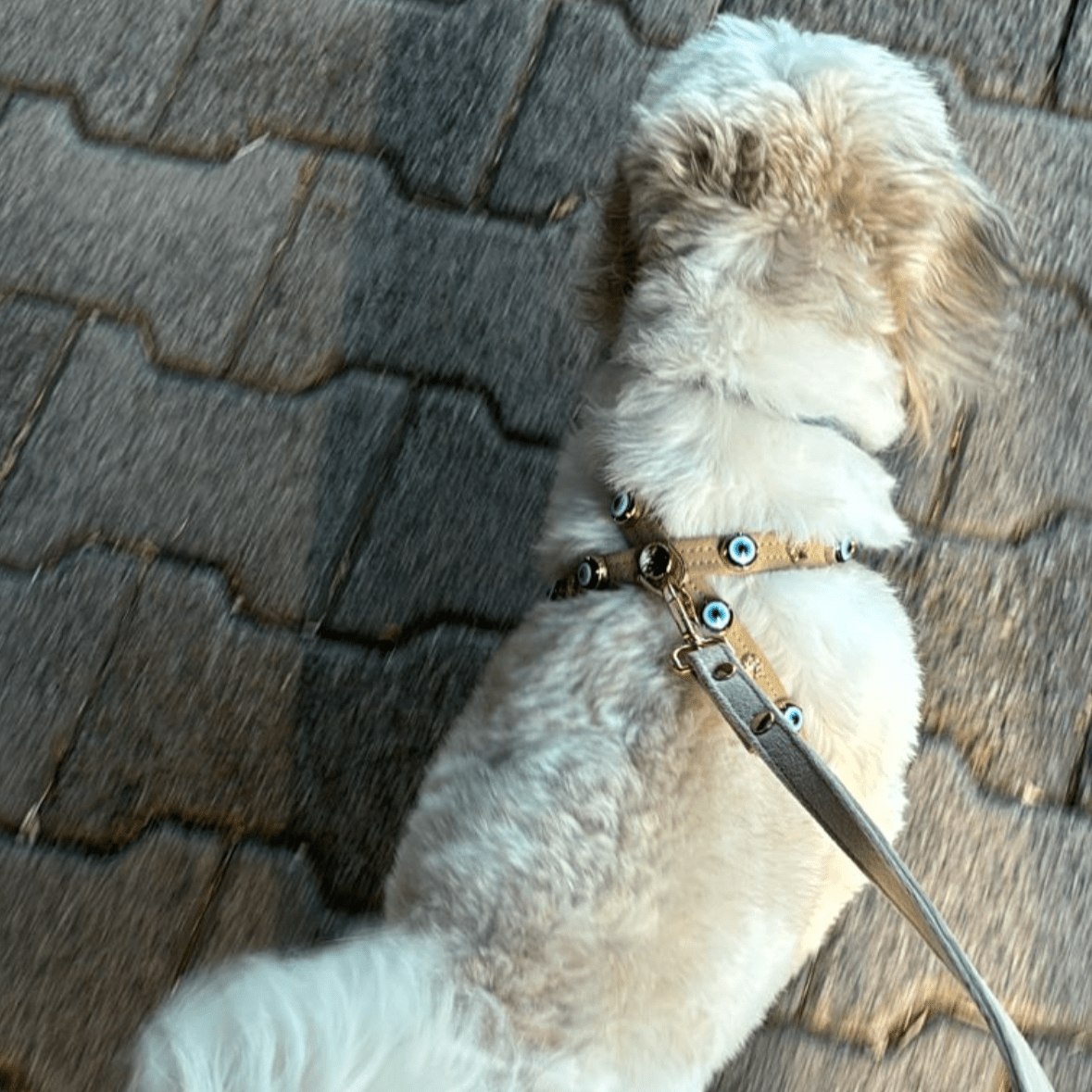 Suede Evil Eye Dog Harness | Sand Beige ⚜️ - PAW LONDON